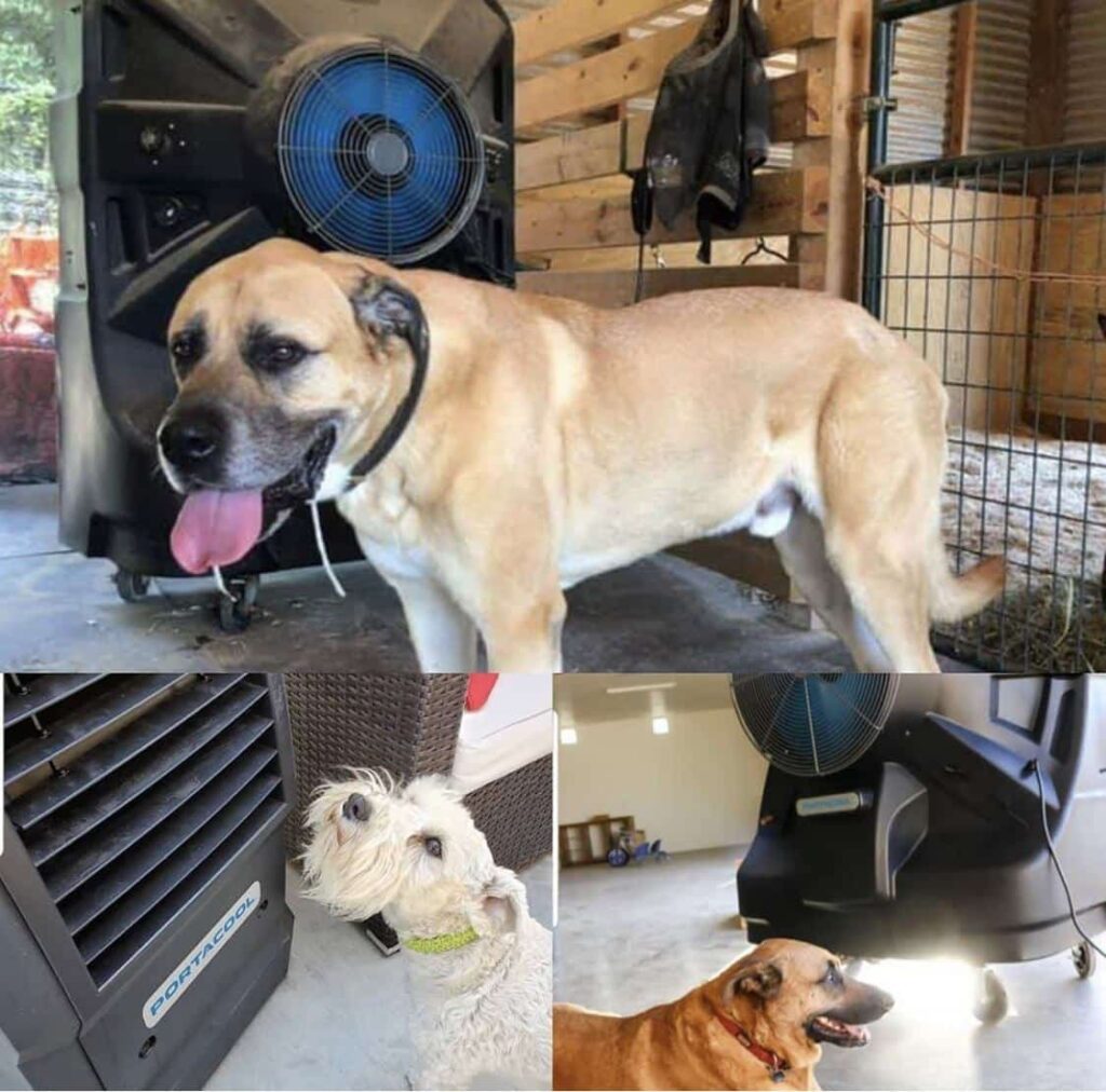 1. Large tan dog panting in summer heat. 2. Small white dog seeking relief. 3. Another tan dog standing close by.