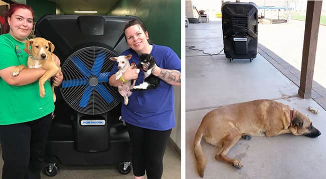 Two women hold dogs in an animal shelter where the Portacool APEX helps prevent heat stress on pets, beside an image of a tan dog cooling of in front of the portable evaporative cooler. 
