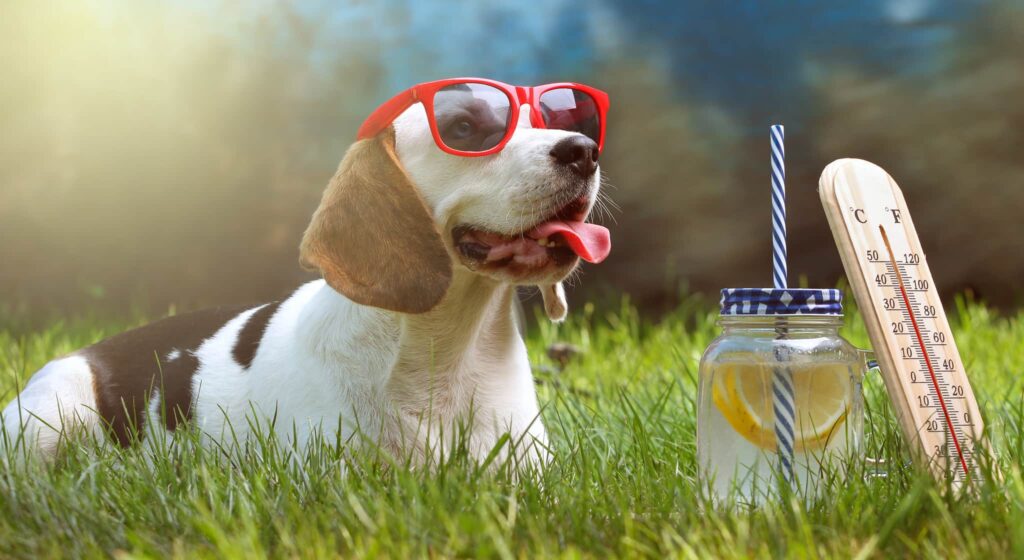 A beagle in sunglasses relaxes on grass with lemonade and a thermometer nearby, showcasing pet relaxation on a hot day.