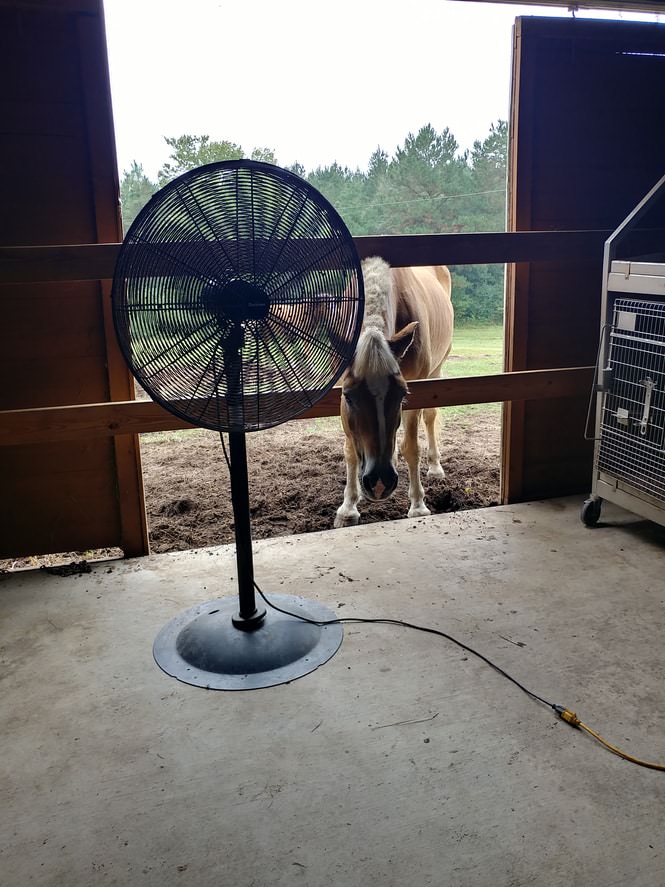 A light brown horse with a blonde mane looks out from a stable. Metal cage visible inside. Grass and trees outside provide a serene scene.