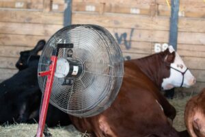 What size fan do I need for my barn? Cow sits in front of a fan in a barn, is it the right size? 