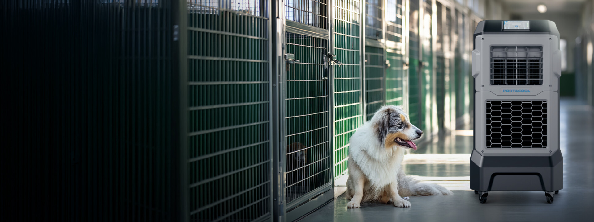 A fluffy dog with a white and brown coat sits on a shiny floor among green metal cages, inside an animal shelter, enjoying a Portacool.