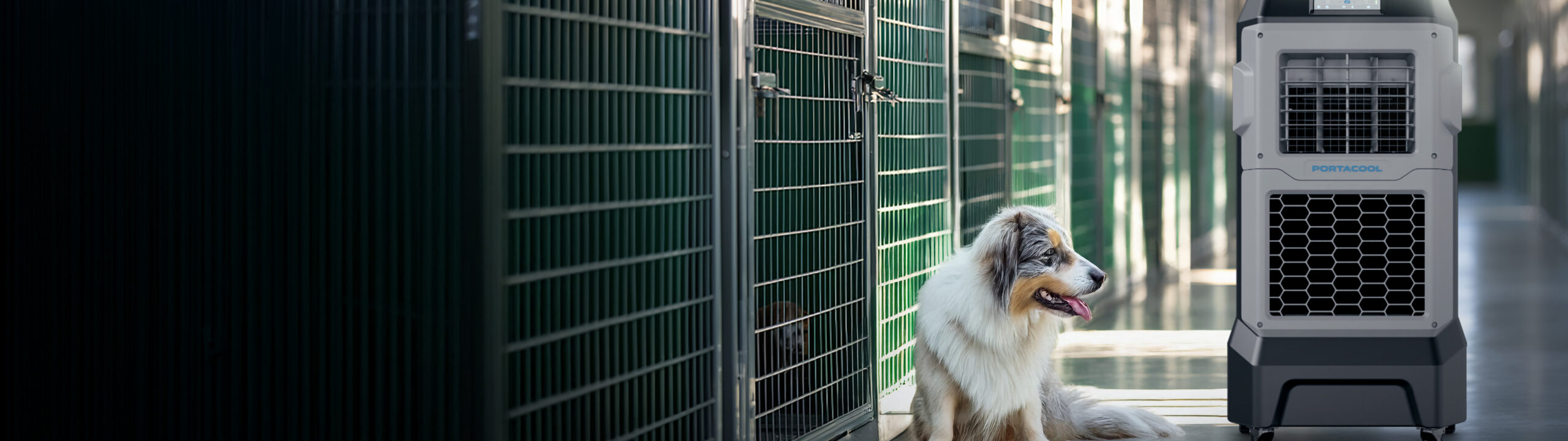 A fluffy dog with a white and brown coat sits on a shiny floor among green metal cages, inside an animal shelter, enjoying a Portacool.