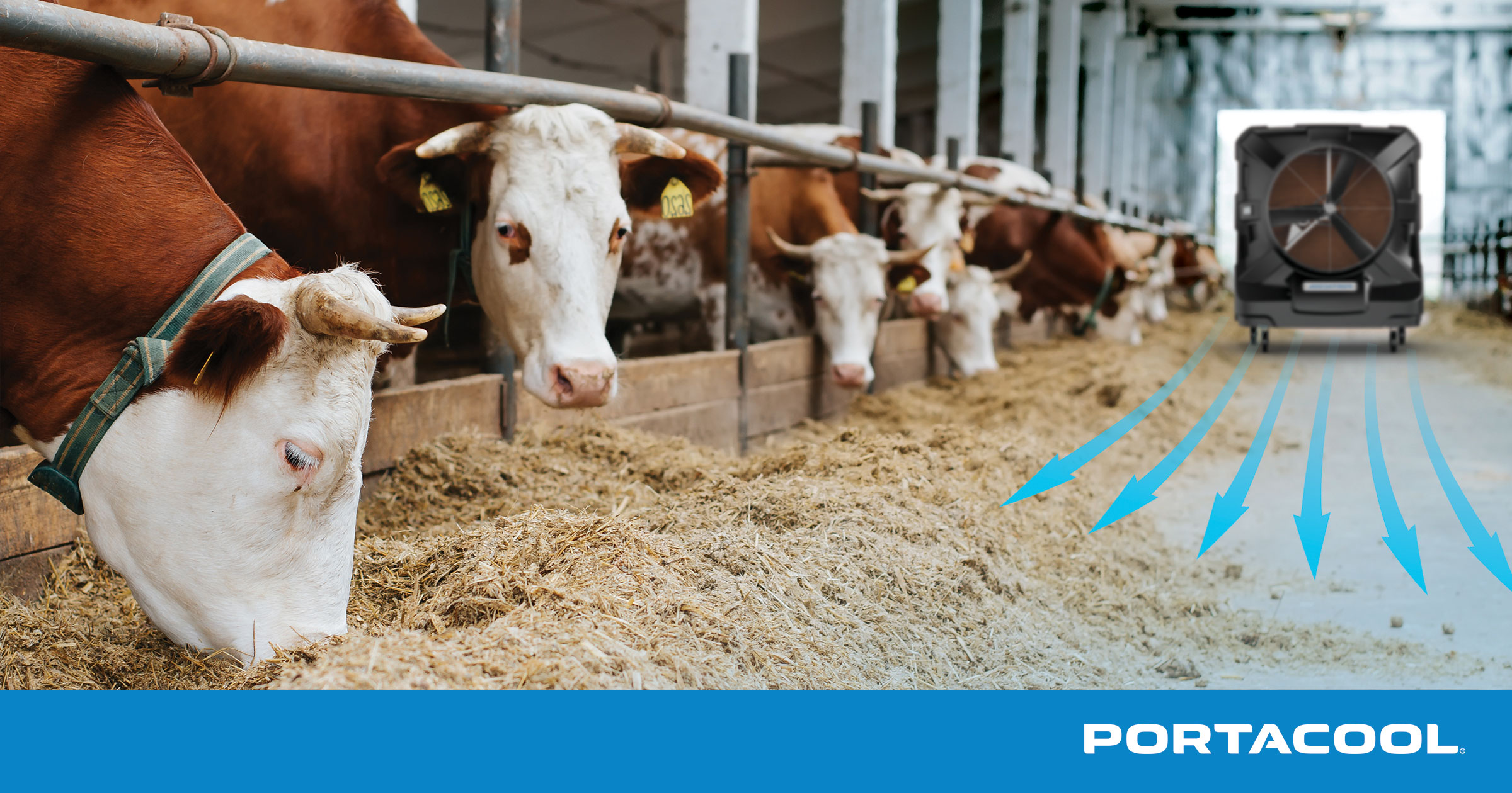  Cattle in a barn kept cool by a Portacool evporrative cooler.