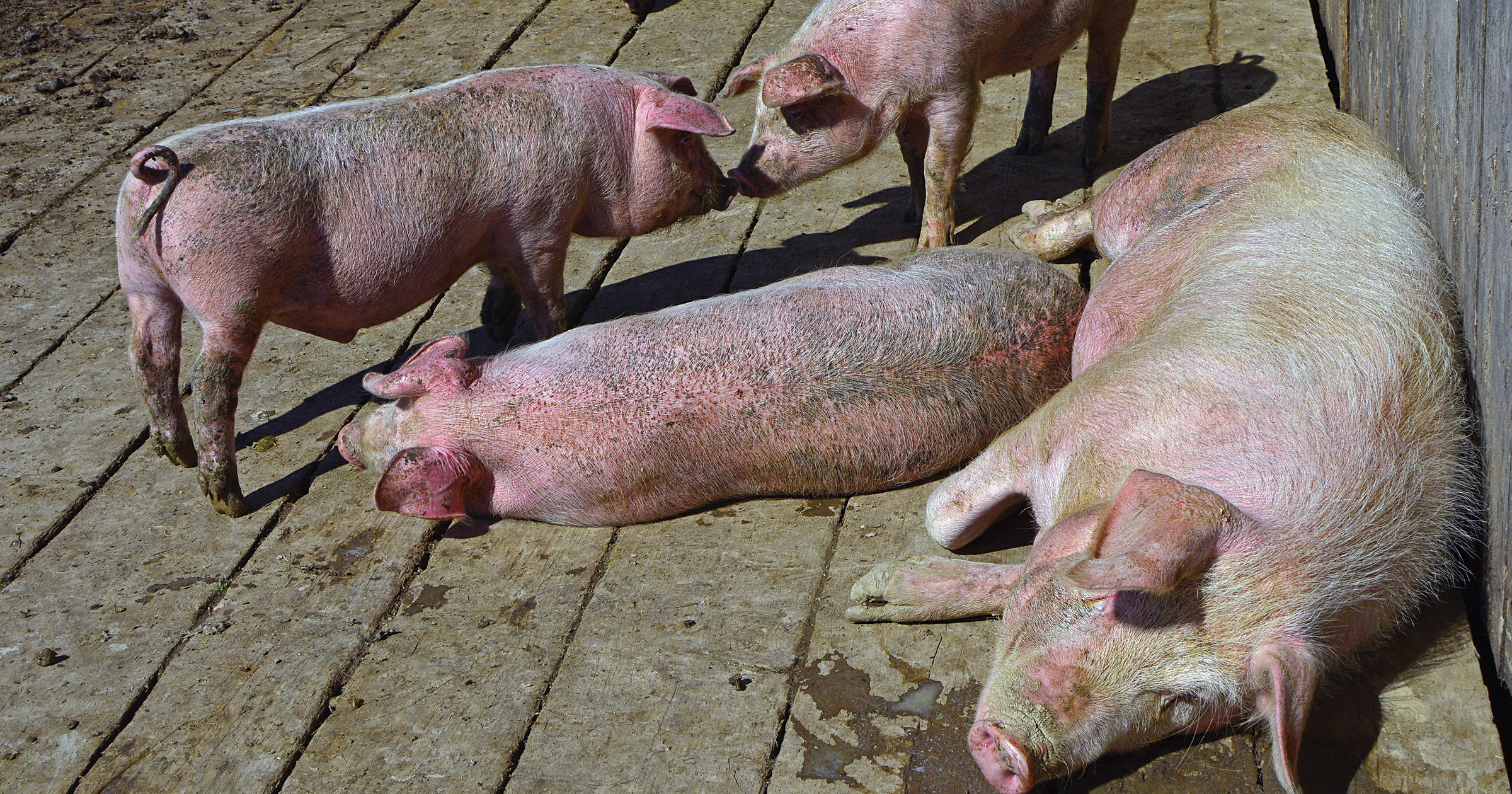Pigs laying down from heat exhaustion.