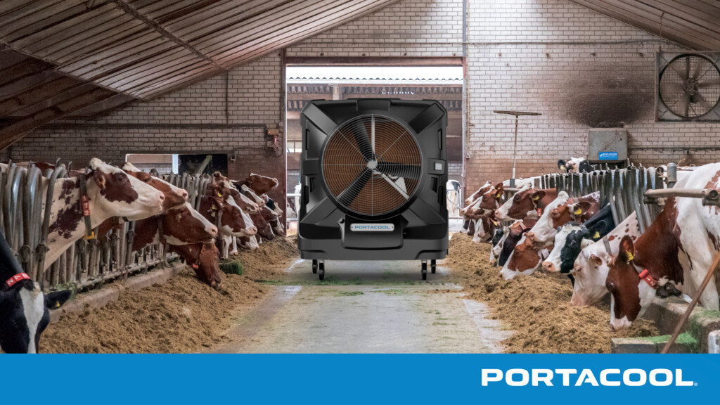 Cows are kept cool in a barn by a Portacool evapoartive cooler.